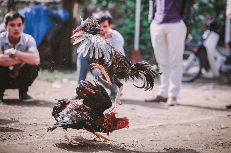 Rooster fighting